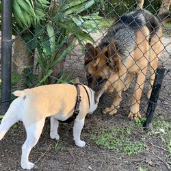 Hollywoof Dog Park - A small furend visiting a big furend at Hollywoof Fog Park. :)