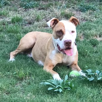 Passion for Pitties - Passion for Pitties saved me from a very bad home environment and now I'm living my best life - thank you! - Pet Adoption Near Me