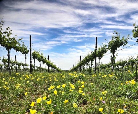 Robert Clay Vineyards by null