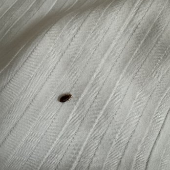The Mosser Hotel - Bed bugs - Hotels Near Me - San Francisco, California The Mosser Hotel - Bed bugs - Hotels Near Me - San Francisco, California
