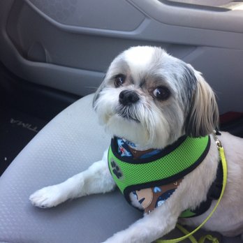 Celebrity Dog Training - Pet Training Near Me - Lehigh Acres, Florida Celebrity Dog Training - Pet Training Near Me - Lehigh Acres, Florida