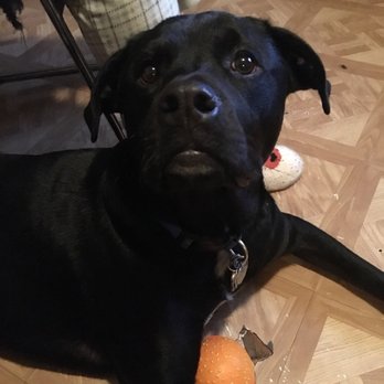 Karma Dog Training - Pet Training Near Me