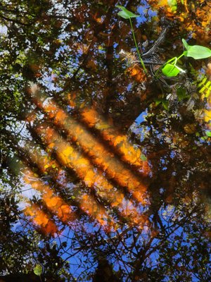 Sawgrass Lake Park by null