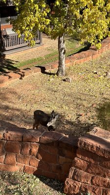 Zion National Park Lodge by null
