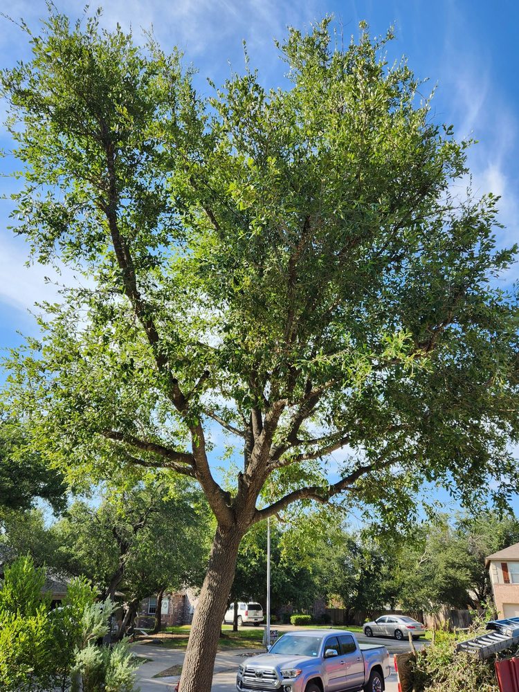 Tree Green Services - tree service in Austin, TX