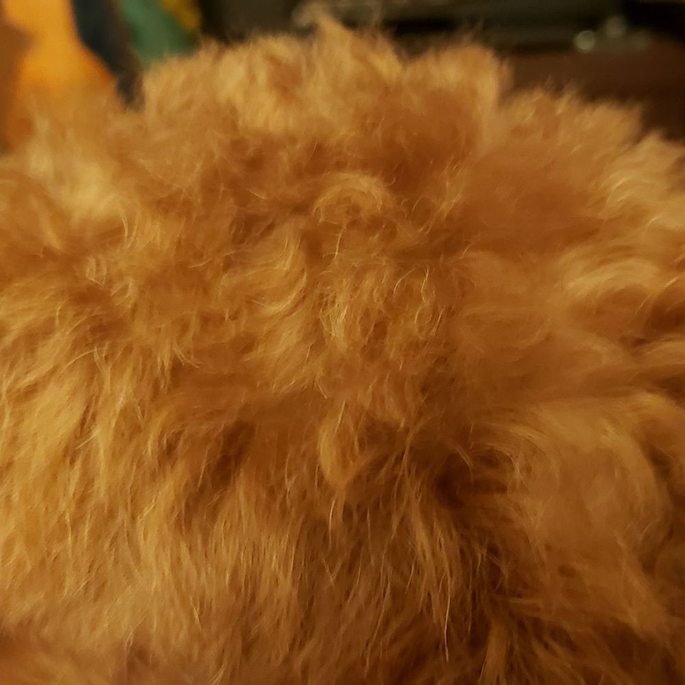 The Dog Room - Top knot cut so it looks like its falling down (see right above eye) and uneven throughout. - Pet Groomers Near Me - Chicago, Illinois The Dog Room - Top knot cut so it looks like its falling down (see right above eye) and uneven throughout. - Pet Groomers Near Me - Chicago, Illinois