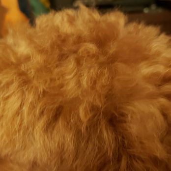The Dog Room - Top knot cut so it looks like its falling down (see right above eye) and uneven throughout. - Pet Groomers Near Me - Chicago, Illinois The Dog Room - Top knot cut so it looks like its falling down (see right above eye) and uneven throughout. - Pet Groomers Near Me - Chicago, Illinois