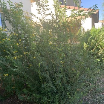 Meza Landscaping - Before - Landscaping Near Me Meza Landscaping - Before - Landscaping Near Me