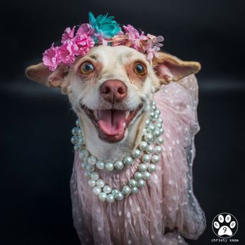 Kane 9 Photography - Pet Glamour Shot of sweet Sammy - Session Photography Near Me Kane 9 Photography - Pet Glamour Shot of sweet Sammy - Session Photography Near Me