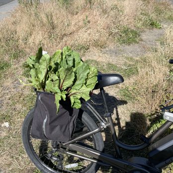 The Spokane Farmer's Market - a bicycle with a basket full of lettuce - Farmers Market Near Me - Spokane, Washington