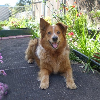 Doggie Dos - Sugar on her 9th birthday (Feb 15th, 2009) - Pet Groomers Near Me - La Mesa, California Doggie Dos - Sugar on her 9th birthday (Feb 15th, 2009) - Pet Groomers Near Me - La Mesa, California