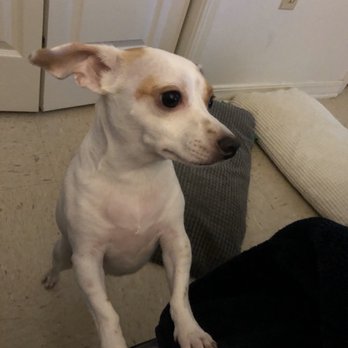 Viking Drive Veterinary Hospital Pet Groomers 4250 Viking Dr Bossier City La Phone Number