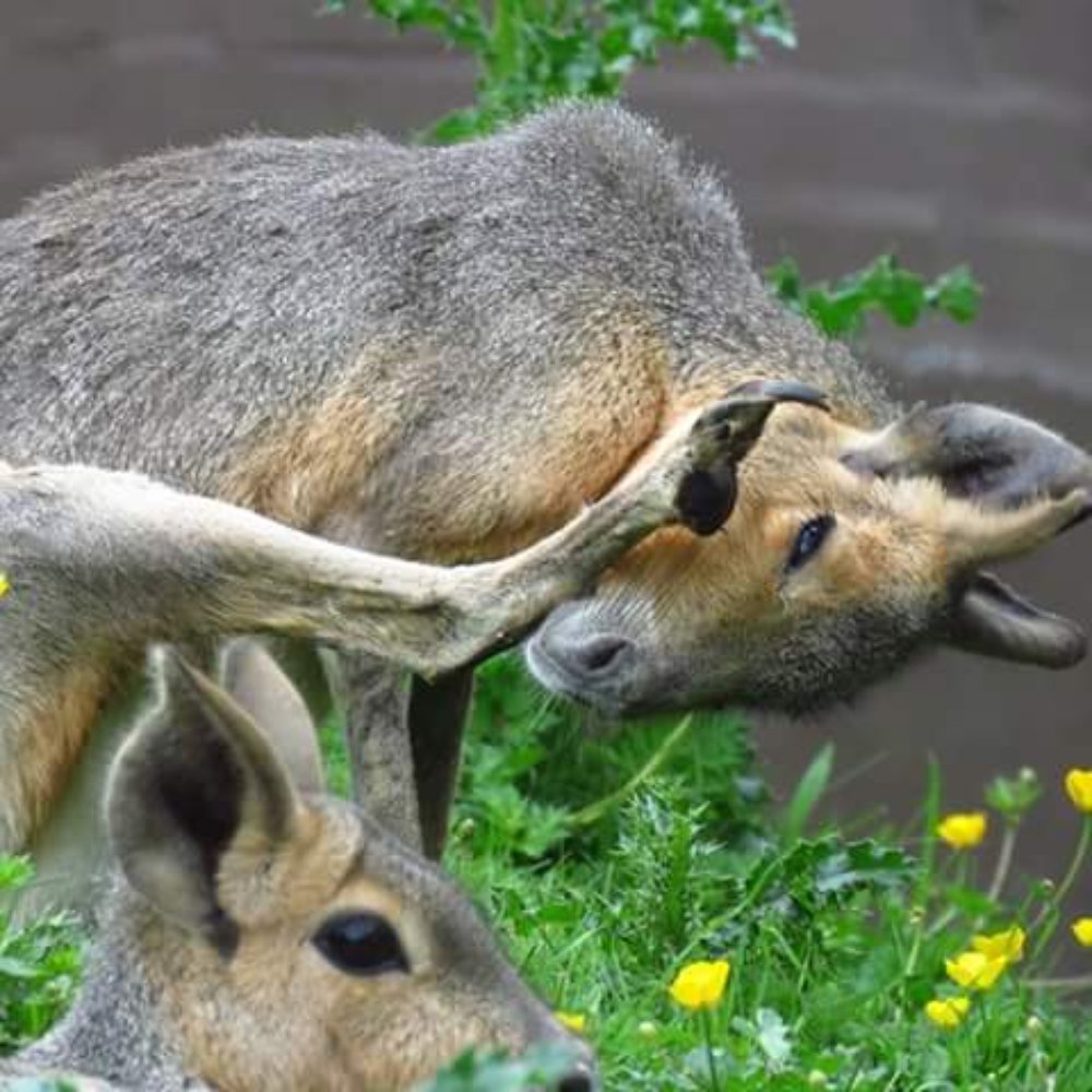 THE BEST 10 Zoos near Ashbourne, Derbyshire, United Kingdom Last