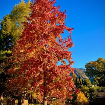 Hillside Wilderness Preserve Trail - Fall colors on the way to the trail - thanksgiving 2024!! - Hiking Near Me - Monrovia, California Hillside Wilderness Preserve Trail - Fall colors on the way to the trail - thanksgiving 2024!! - Hiking Near Me - Monrovia, California