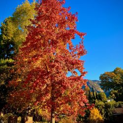 Hillside Wilderness Preserve Trail - Fall colors on the way to the trail - thanksgiving 2024!!