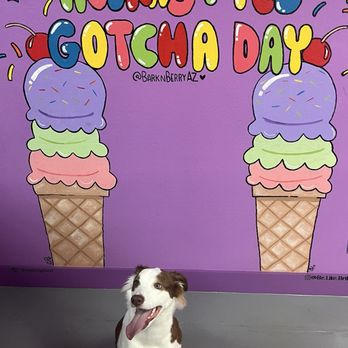 Bark 'N Berry - Birthday mural with my girl Maple - Pet Stores Near Me - Tucson, Arizona Bark 'N Berry - Birthday mural with my girl Maple - Pet Stores Near Me - Tucson, Arizona