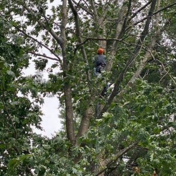 Jamie VanEtten - Tree Services Near Me Jamie VanEtten - Tree Services Near Me