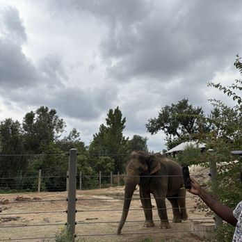 Denver Zoo - Elephant - Zoos Near Me - Denver, Colorado