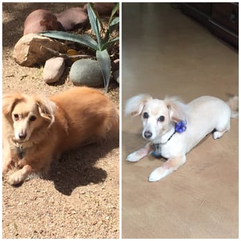 Karabu Pet Grooming - Before and after! - Pet Groomers Near Me - Tucson, Arizona Karabu Pet Grooming - Before and after! - Pet Groomers Near Me - Tucson, Arizona