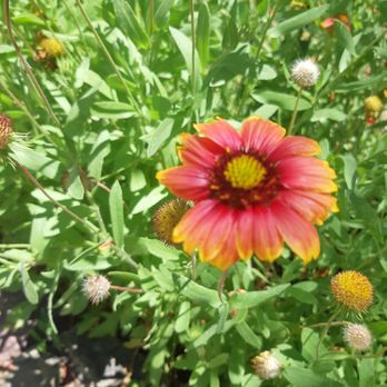 Arizona-Sonora Desert Museum - Museums Near Me - Tucson, Arizona