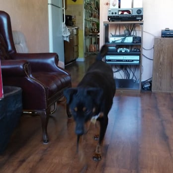 Choice Floors PHX - Our cutie pie dog on our gorgeous new floors! - Flooring Near Me