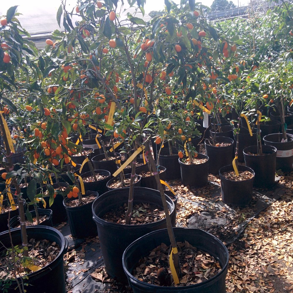 JRN Nursery - Kumquats - Nurseries & Gardening Near Me - Houston, Texas JRN Nursery - Kumquats - Nurseries & Gardening Near Me - Houston, Texas