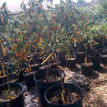 JRN Nursery - Kumquats - Nurseries & Gardening Near Me - Houston, Texas JRN Nursery - Kumquats - Nurseries & Gardening Near Me - Houston, Texas