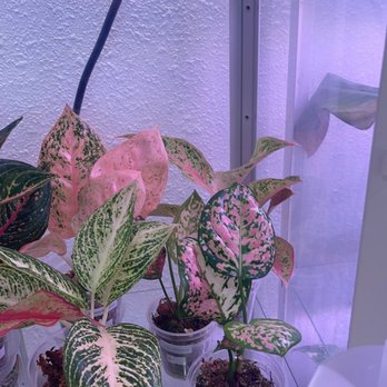 The Plant Sitter - Nurseries & Gardening Near Me - San Jose, California The Plant Sitter - Nurseries & Gardening Near Me - San Jose, California
