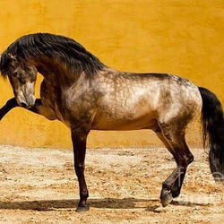 Livery Feed & Ranch Supply - Integrity, Ace- Hi, and Purina are our main processed feeds that we carry.