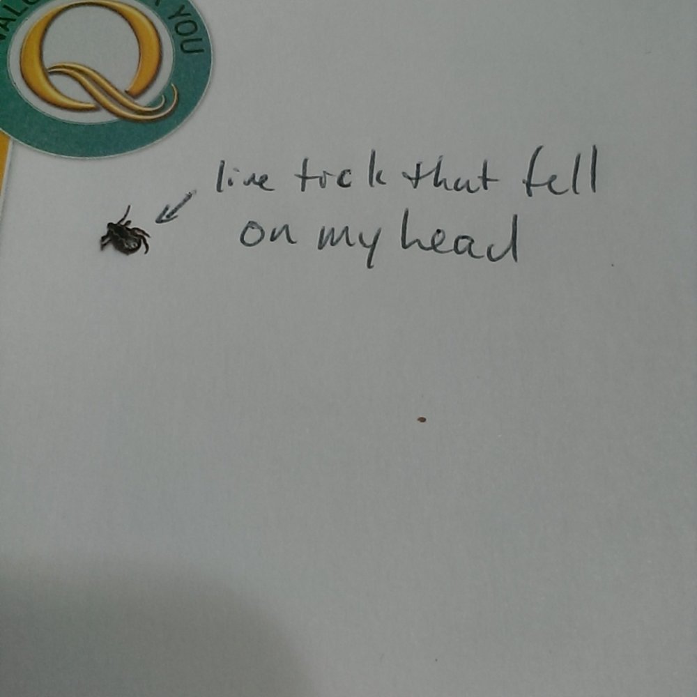 Live tick that fell on my head in the room Live tick that fell on my head in the room