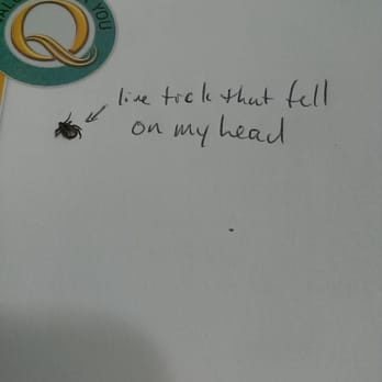 Quality Suites - Live tick that fell on my head in the room - Hotels Near Me - Stratford, Connecticut Quality Suites - Live tick that fell on my head in the room - Hotels Near Me - Stratford, Connecticut