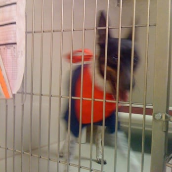 PetSmart - Terrier - Pet Groomers Near Me - Fort Worth, Texas