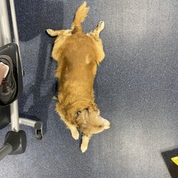 Crunch Fitness - Clinton Township - My Service Dog...Luke.
