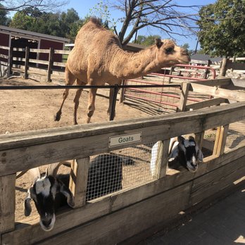 Randall Oaks Zoo - Baby camel and goat - Zoos Near Me - West Dundee, Illinois Randall Oaks Zoo - Baby camel and goat - Zoos Near Me - West Dundee, Illinois