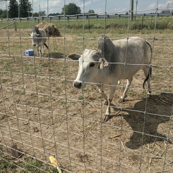 Carma Farms - The cows were hoping for food - Farms Near Me - Markham, Ontario Carma Farms - The cows were hoping for food - Farms Near Me - Markham, Ontario