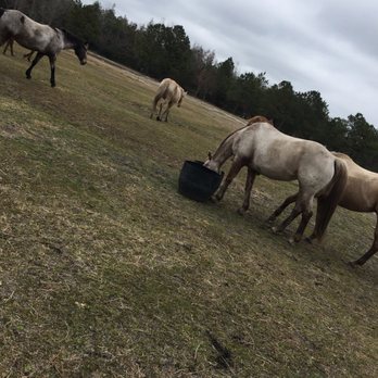 Desperado Trail Rides - Horseback Riding Near Me - Rocky Point, North Carolina