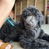 Moreno Valley Animal Hospital gift card