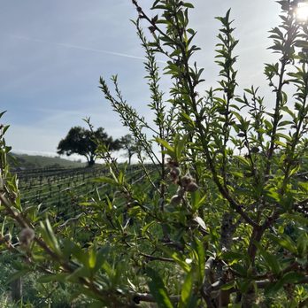 Toast Tours - View from grey wolf - Wine Tours Near Me - Paso Robles, California