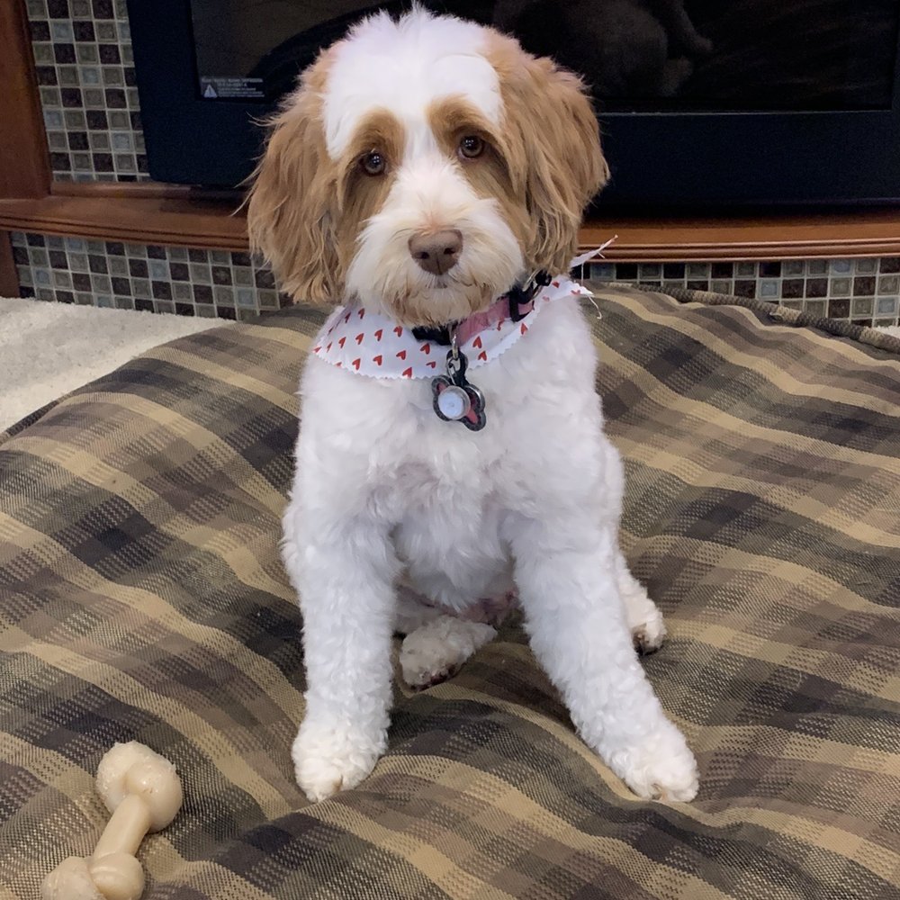 Australian Labradoodle Mini/Small Australian Labradoodle Mini/Small