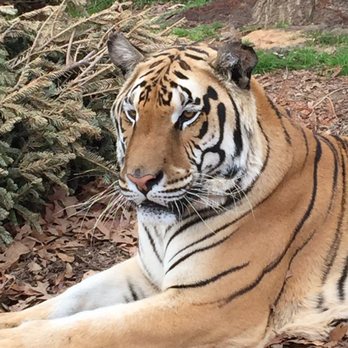 Noah's Ark Animal Sanctuary - Animal Shelters Near Me - Locust Grove, Georgia