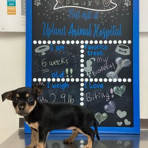 UPLAND ANIMAL HOSPITAL - 55 Photos & 103 Reviews - 8763 Grove Ave