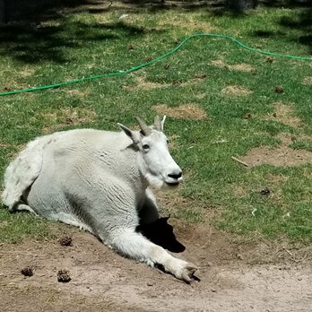 Bearizona - Zoos Near Me - Williams, Arizona Bearizona - Zoos Near Me - Williams, Arizona