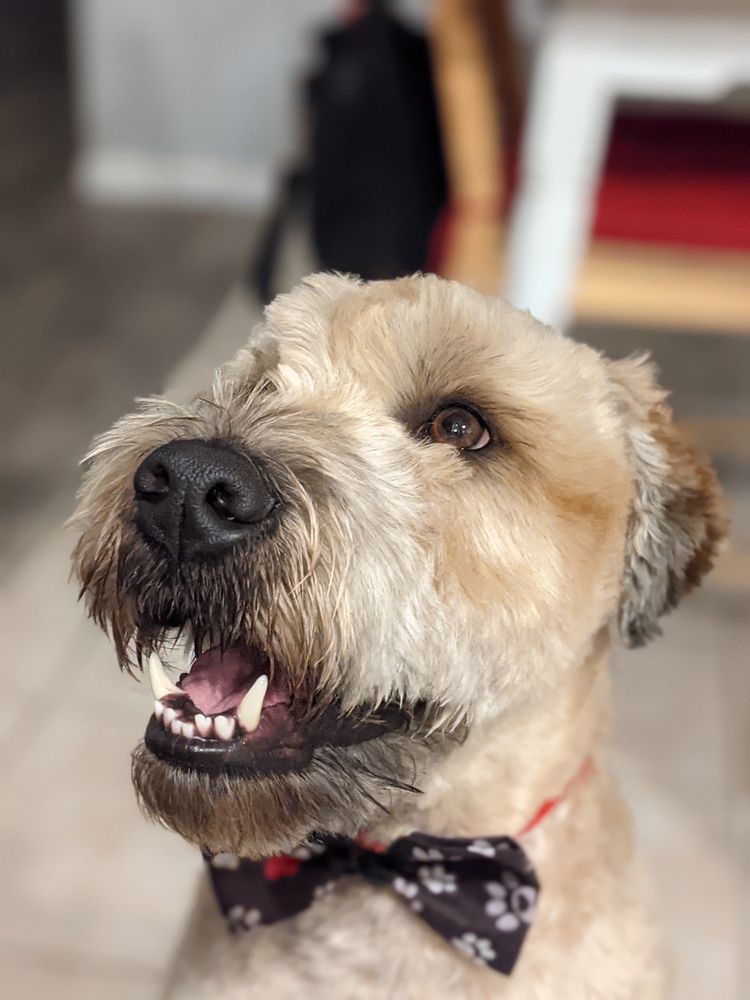 Bowties pet salon Clearance