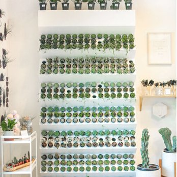 The Succulent Shop - Flowers & Gifts Near Me - Broken Arrow, Oklahoma