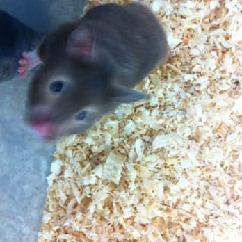 Pet City - Pet Stores Near Me - Whittier, California