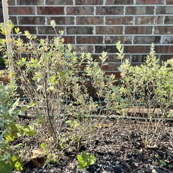 Moon Valley Nurseries - Texas Sage from MV - Landscaping Near Me - Spring, Texas
