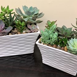 Z's Florist - Modern white succulent duo in ceramic planters.