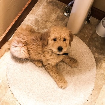 Crazy Women Kennel - Pup 1 2017 - Pet Stores Near Me Crazy Women Kennel - Pup 1 2017 - Pet Stores Near Me