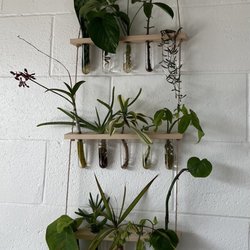 Kingdom Chiropractic - Cool  plants