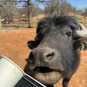 Arbuckle Wilderness - Buffalo? - Zoos Near Me - Davis, Oklahoma Arbuckle Wilderness - Buffalo? - Zoos Near Me - Davis, Oklahoma